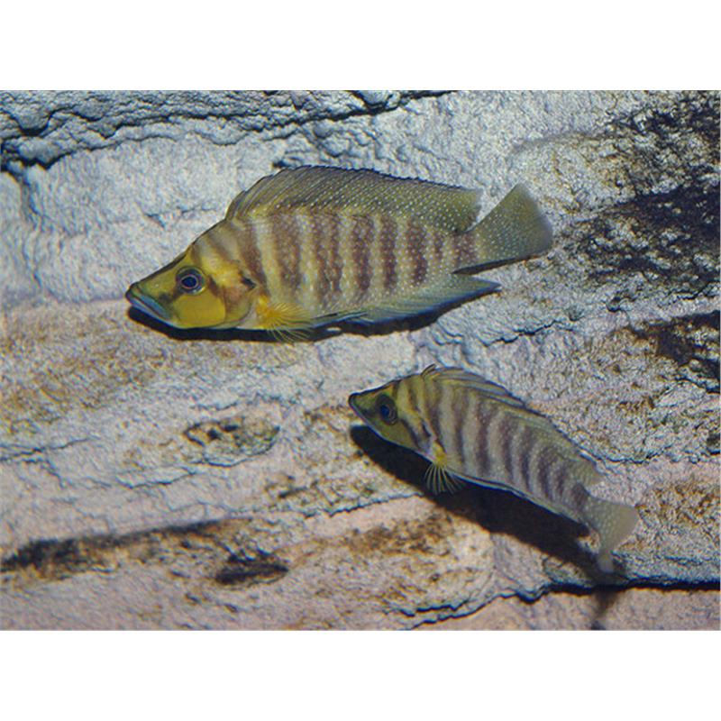 Lamprologus comp. mutondwe - imagine 5